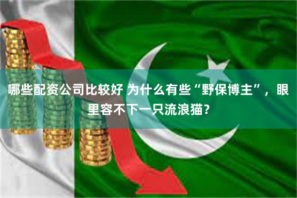 哪些配资公司比较好 为什么有些“野保博主”，眼里容不下一只流浪猫？