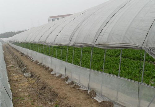 溫室大棚建設(shè)中大棚薄膜卷筒液壓切斷機(jī)的性能分析